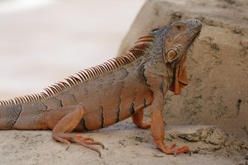 Ich bin hier der Boss