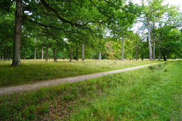 Fototapeta na wymiar Dyrehaven is a forest park north of Copenhagen. It covers around 11 km². Dyrehaven is noted for its mixture of huge, ancient oak trees and large populations of red and fallow deer.