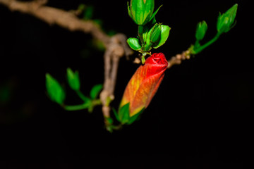 Beautiful red flower coming to life.