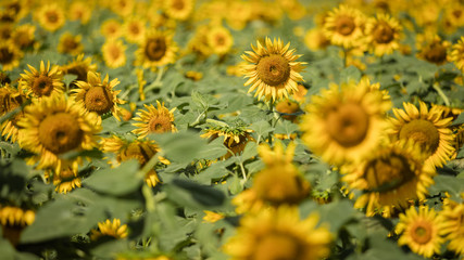 Obraz premium 花 ヒマワリ・向日葵