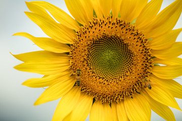 花 ヒマワリ・向日葵