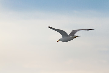 Fototapeta na wymiar Seagull flying 1