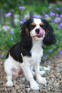 Puppy Cavalier King Charles Spaniel lickens