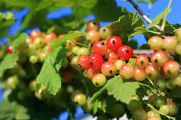 Berries of a currant on a branch