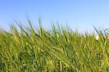 Green ears of wheat