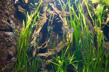 National Aquarium Denmark, Den Blå Planet is a public aquarium in Denmark.