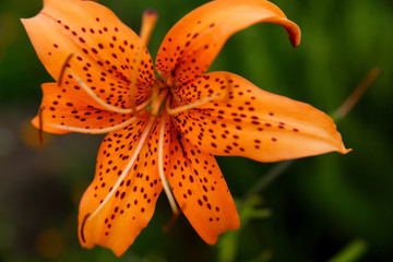 Large beautiful flower bud of an orange lily on a green background