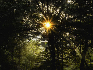 Sunlight in trees of green forest,beautiful nature