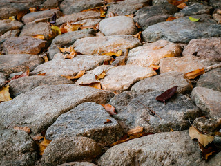 Dry leaves