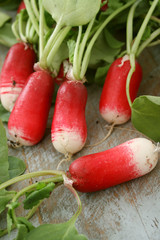 preparing fresh red european radishes