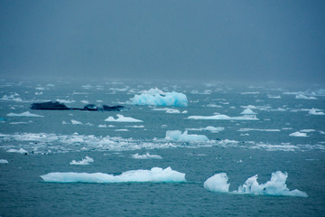 Icebergs formed from Columbia Glacier Calving 