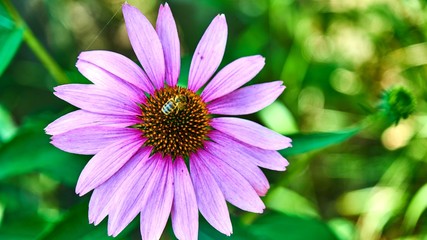 Obraz premium A bee collecting nectar from purple flower