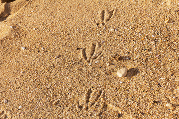 traces of gulls on the sand