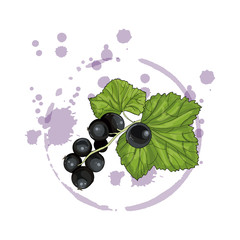 Black currant isolated on a white background. Vector illustration.