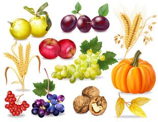 Autumn set Vector realistic. Pumpkin, wheat, grapes, wine, walnuts, grapes. Detailed 3d design. dark backgrounds
