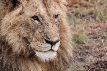Löwe, Close Up, Serengeti, Afrika, Face