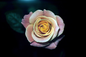 Beautiful rose in the dark