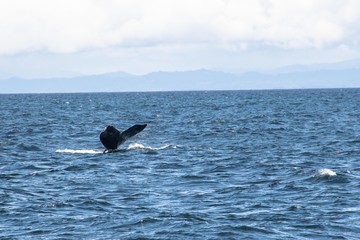Whale Watching in Monterey