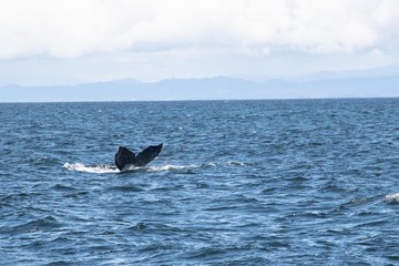 Fototapeta premium Whale Watching in Monterey