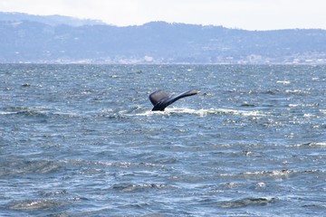 Fototapeta premium Whale Watching in Monterey