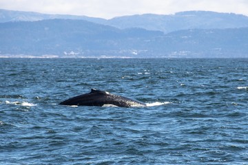 Fototapeta premium Whale Watching in Monterey