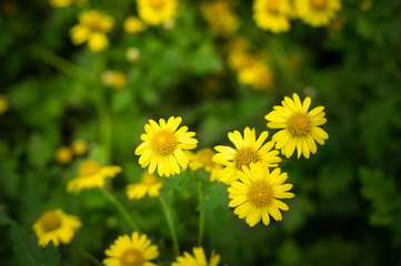 Chrysanthemum flowers in garden.