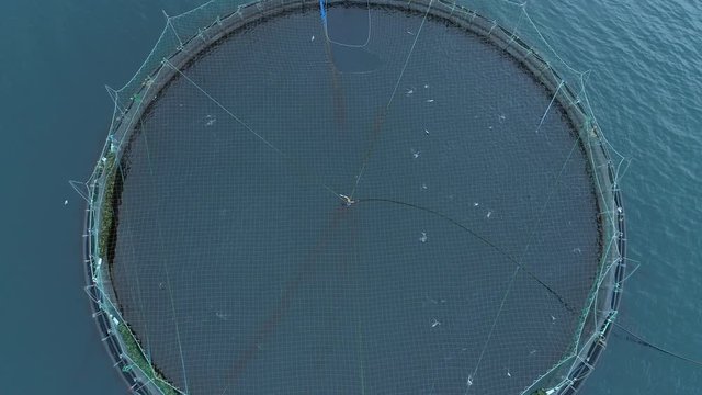 AERIAL, TOP DOWN: Cool aerial shot of large cages full of wild salmon floating in the cold sea. Flying above a big pond full of fish on large fish farm in Faroe Islands. Scandinavian aquaculture.