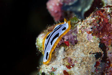 Prostheceraeus vittatus Flatworm