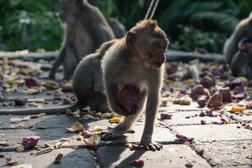 Ubud Sacred Monkey Forest