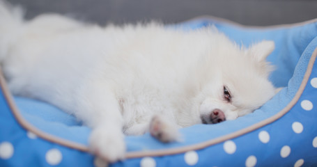 White pomeranian dog sleep