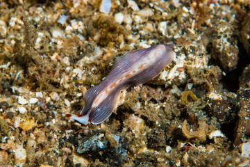 Prostheceraeus sp. Flatworm
