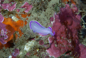 Prostheceraeus  roseus Flatworm