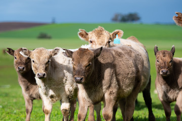 Murray grey and angus cattle grazing.