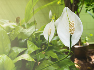 White Anthurium flower with sunshine flare in the morning spring or summer.