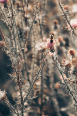 Pink milk thistle flowers in wild natur with bee collecting pollen, Silybum marianum herbal remedy, Saint Mary's Thistle