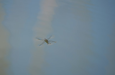 insect  gerris lacustris