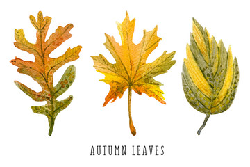 Watercolor autumn leaves