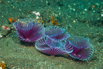 Sabellid worm Bispira sp.