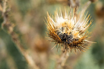 Dry thistle, common thistle, on autumn background.  thistle flowers close-up macro in nature on a natural background, soft focus. 