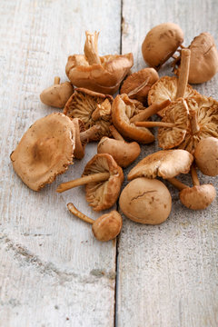 fresh uncooked mushrooms