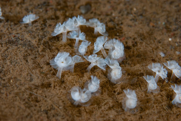 Phoronid Worms