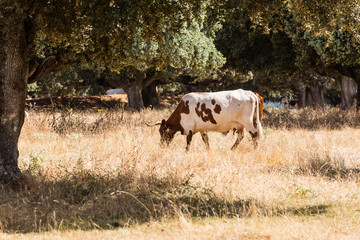 Cows in the fields of Salamanca, Spain