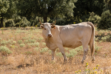 Cows in the fields of Salamanca, Spain