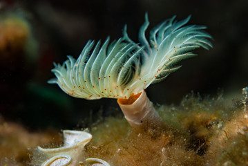 Tubeworm