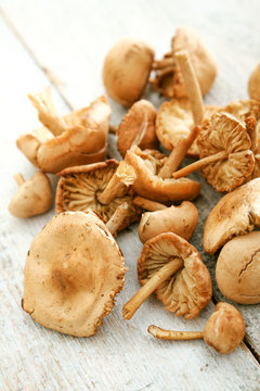 fresh uncooked mushrooms