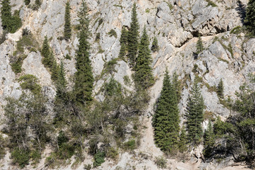 reflection of conifers in the water, summer landscape, Kazakhstan, Lake Kolsai