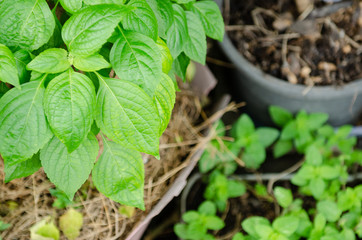 Fresh thai basil in the garden