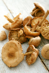 fresh uncooked mushrooms
