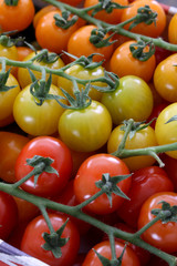 mixed heritage tomatoes