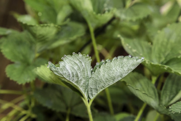 Morning dew drops on strawberry plants